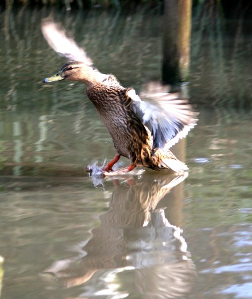 Washington Wetlands Centre