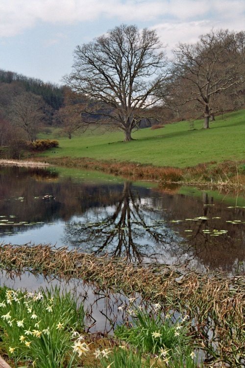 After the rain: Spring in Stourhead Garden