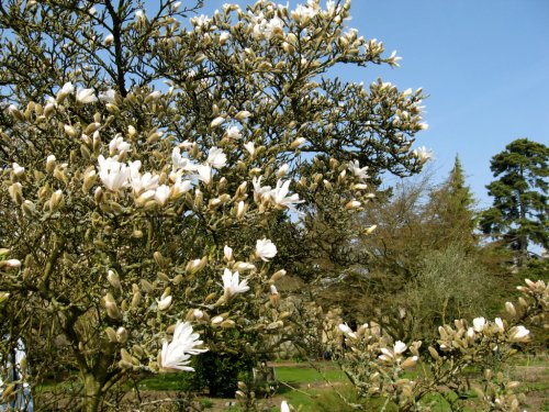 Oxford Botanical Gardens 65