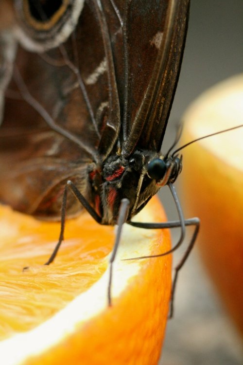 Stratford Butterfly Farm