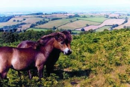 Quantock Hills