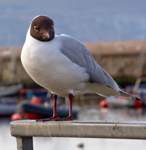 Seagull at Keyhaven