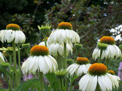 White Echinacea