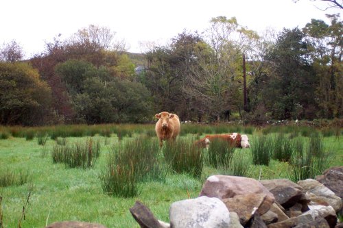 County Mayo