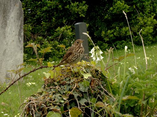 Song Thrush on a gravestone in Old Town Church graveyard.