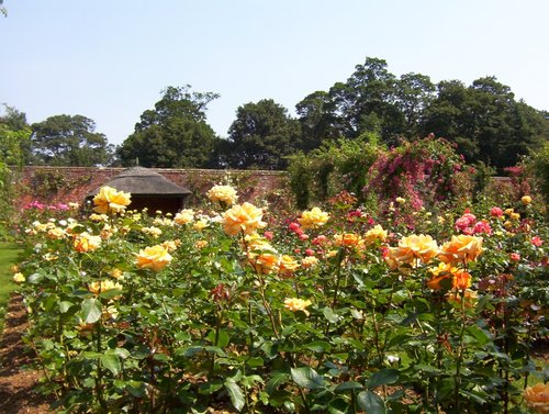 Roses at Spains Hall