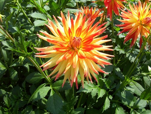 Dahlias in the Garden