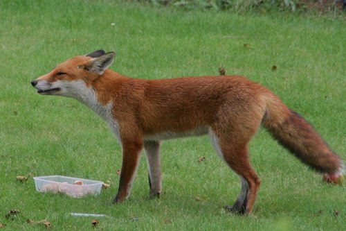 Fox in the Garden 5