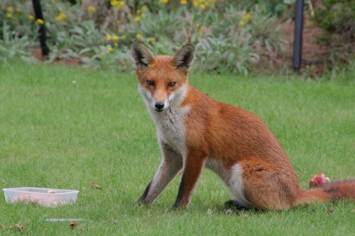 Fox in the Garden 6