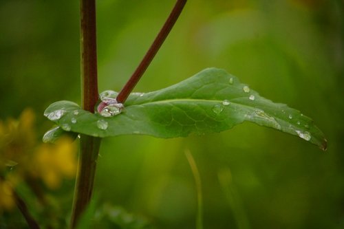 Leaf waterdrop