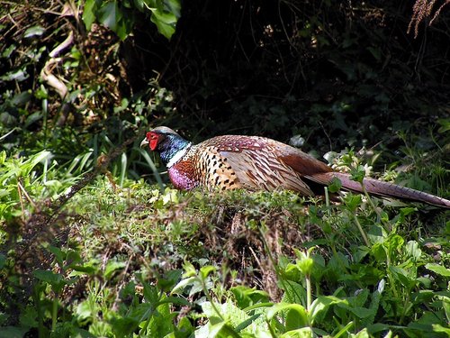 Lost Gardens of Heligan