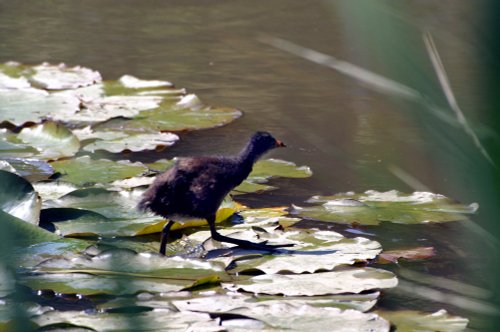 Lilly Pad walk.