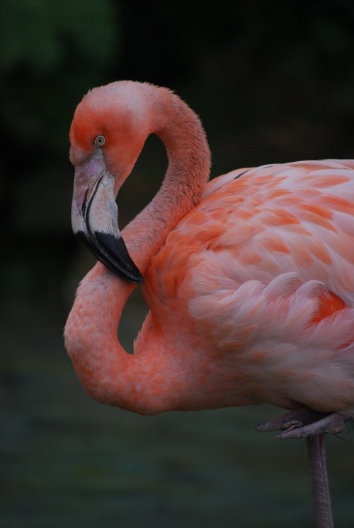 Flamingo at the Zoo