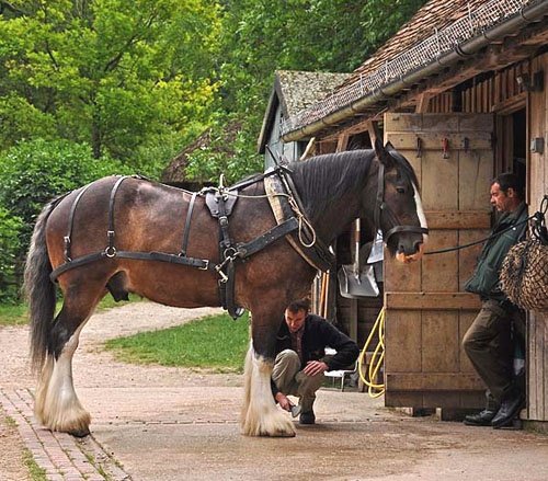 Grooming a heavy horse at the W&DOAM