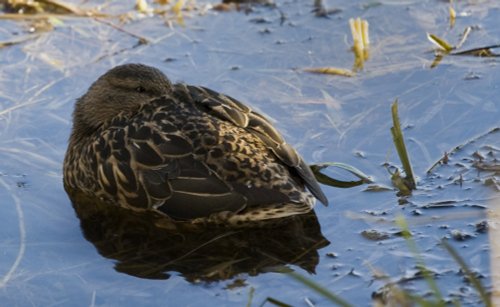 Resting duck