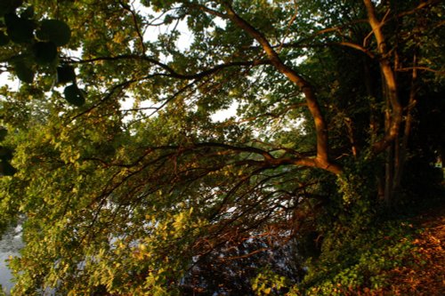 Just a tree. Valentines Park.