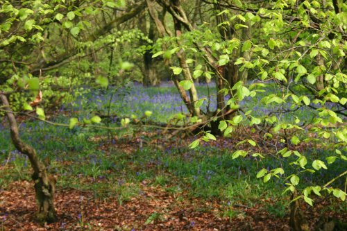 Bluebells