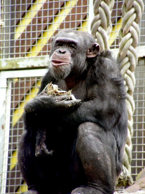 Colchester Zoo