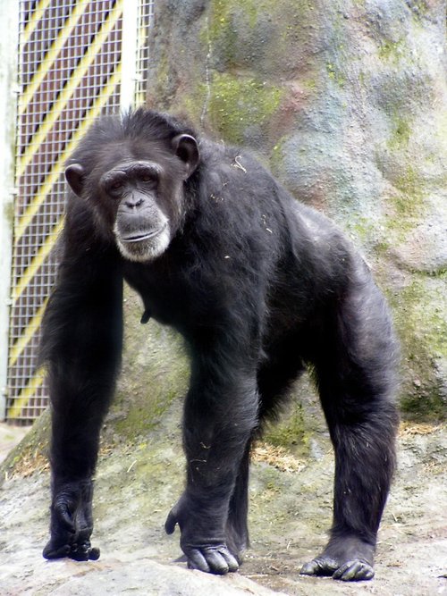 Colchester Zoo