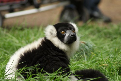 Yorkshire Wildlife Park