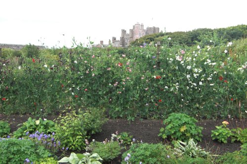 Castle Mey Gardens