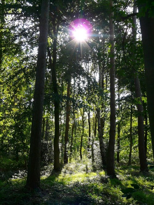 Swithland Woods, Leicestershire