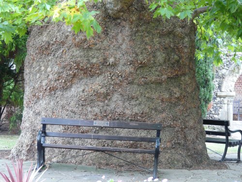 Oriental Plane Tree in Westgate Gardens