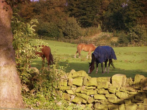 Wellihole farm