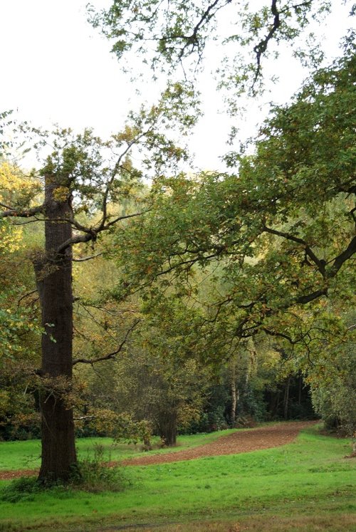 Windsor Great Park