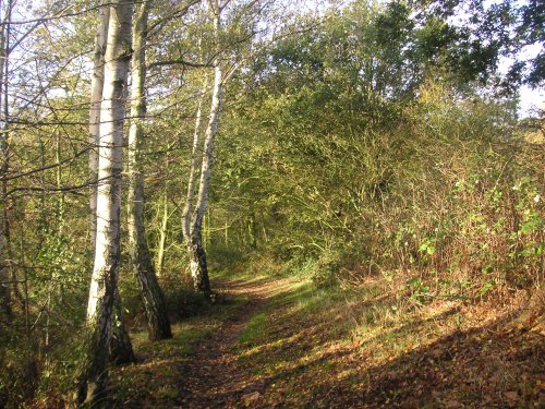 One Tree Hill Country Park