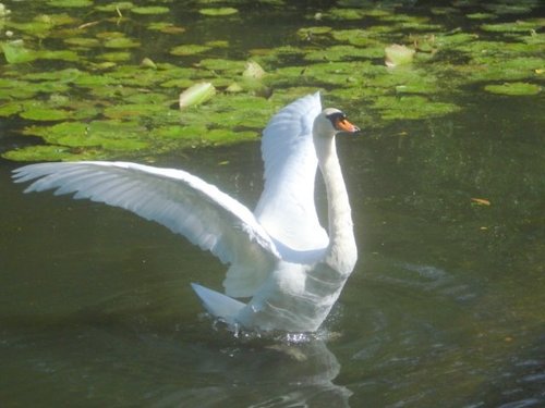 Swanning about