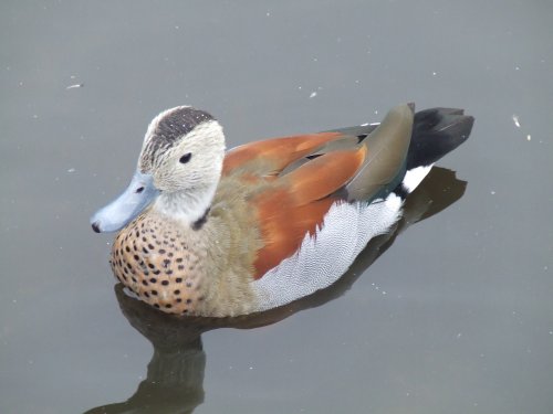 Wildfowl & Wetlands Trust Martin Mere