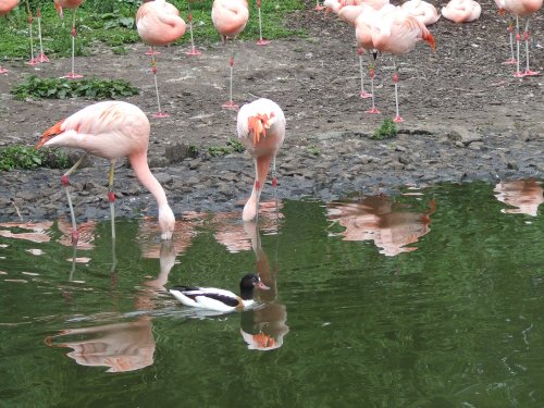 Wildfowl & Wetlands Trust Martin Mere