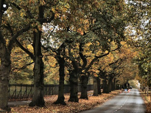 Autumn Springfield park