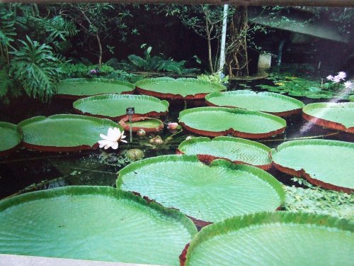 Kew Royal Botanical Gardens