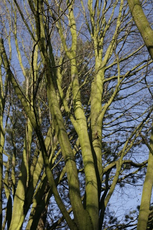 Trees in winter sun