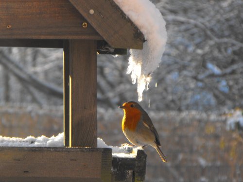 Winter visitor to Long Sutton Garden