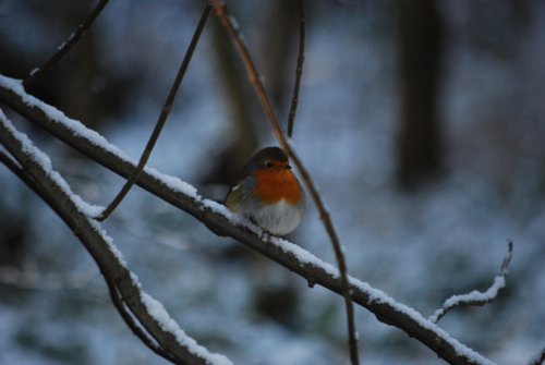 Christmas Robin