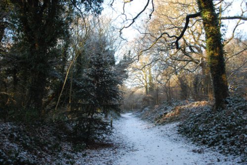 Path in Saltwells Nature Reserve