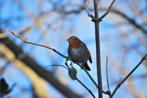 Young Robin