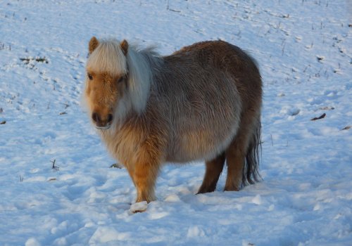 Snow Pony