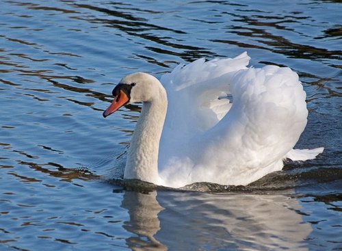 Mute Swan