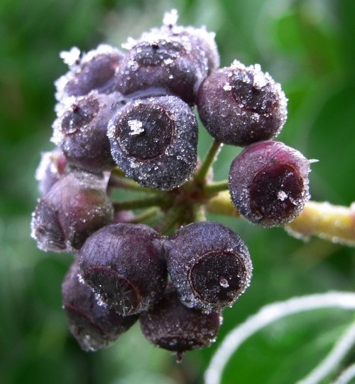 Winter berries