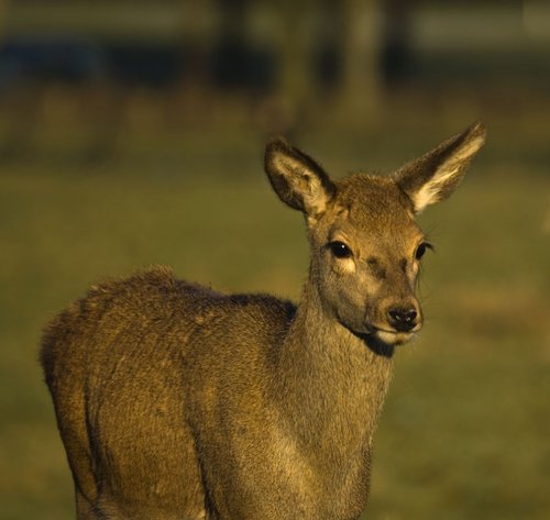 Wollaton Hall