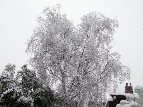 Snow in my garden