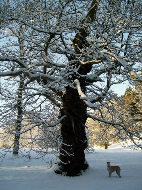 Bishops Park, Bishop Auckland, Durham 7th Jan 2010