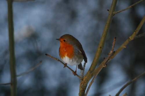 A little bit of colour in the bleak mid winter