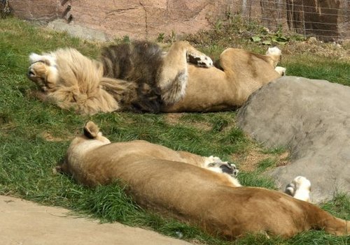 Colchester Zoo