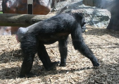 Colchester Zoo