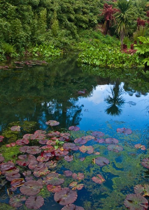 Lily Pads